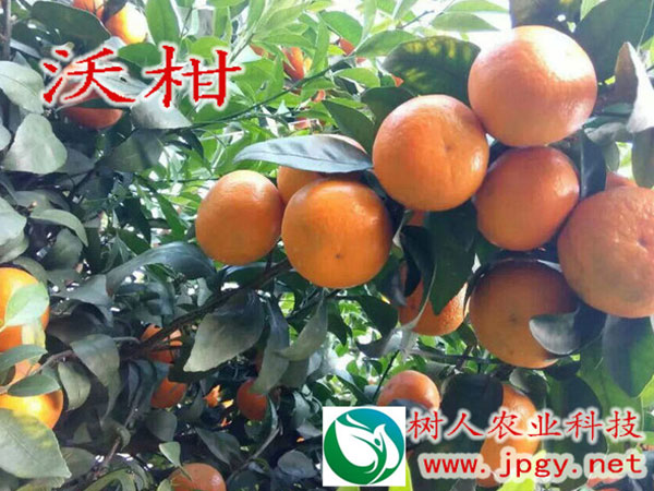 發(fā)揮龍頭企業(yè)帶動作用