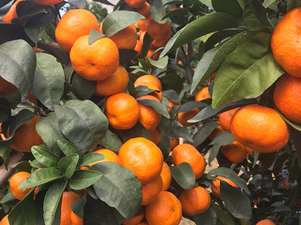 現代果業經營規模和方式