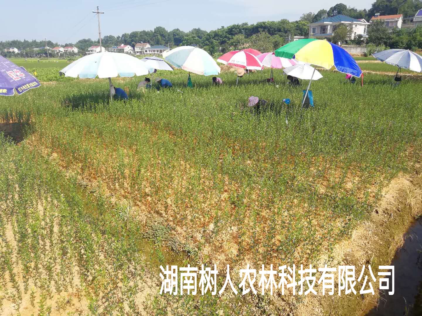 樹人公司500萬株柑橘苗秋季嫁接正式開始了