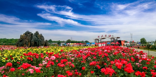 特大喜訊！距 湖南洞庭花海開園進(jìn)入倒計(jì)時(shí)階段了