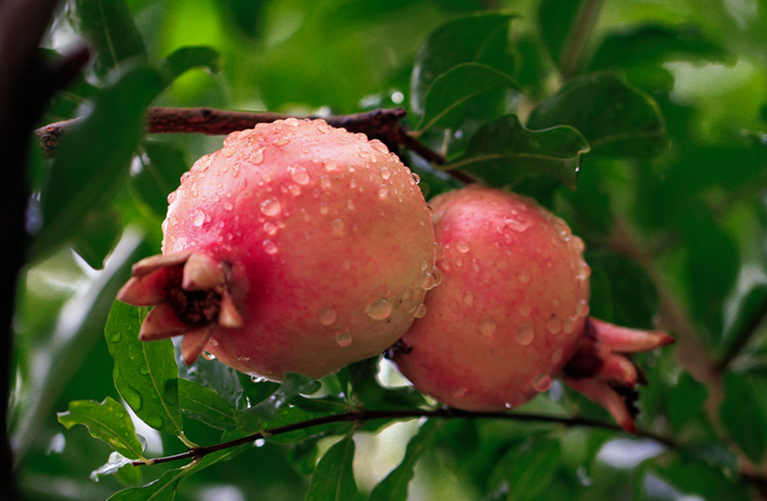 關注古老樹種 石榴迎來綠化新商機