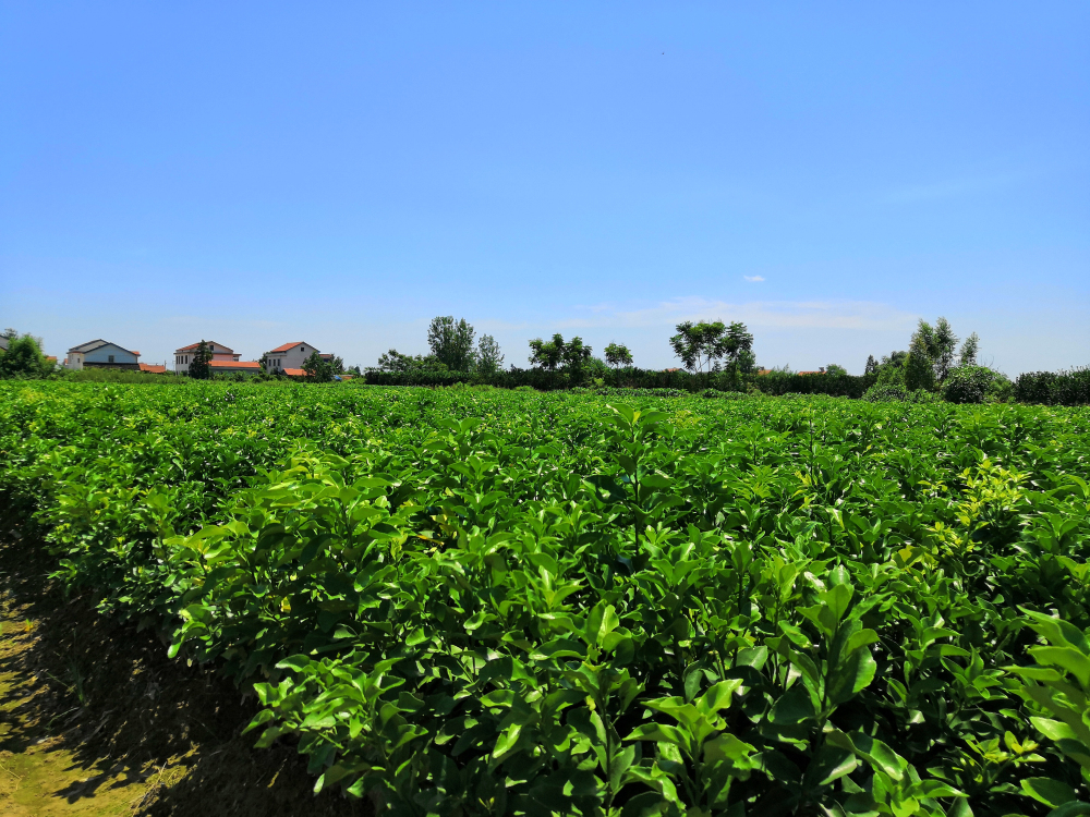 柳傳志首次披露聯(lián)想農(nóng)業(yè)投資路線圖