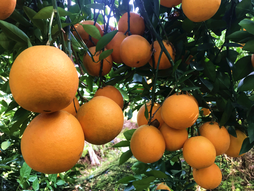 江西九江市藍海農業開發有限公司