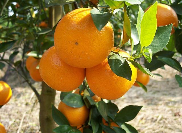 柑橘苗木潛葉蛾防治技術