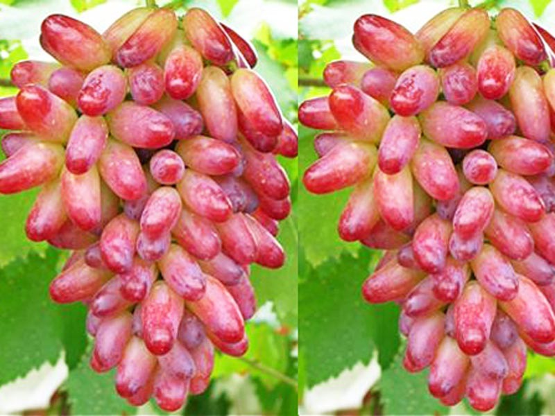 金手指葡萄栽培技術(shù)