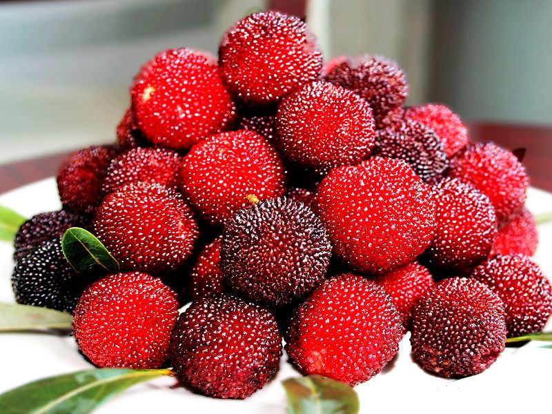 楊梅主要病蟲害防治技術