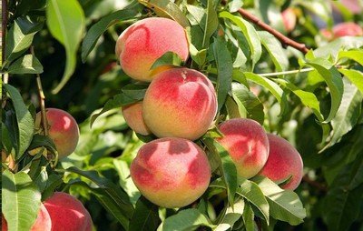 冬季果樹常見蛀干蟲害的防治