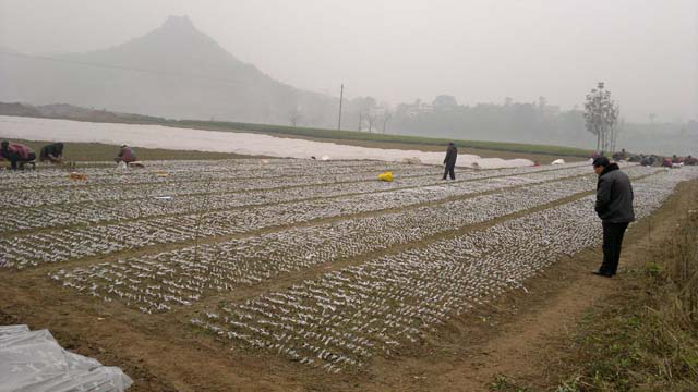 如何成功經營好水果產業？