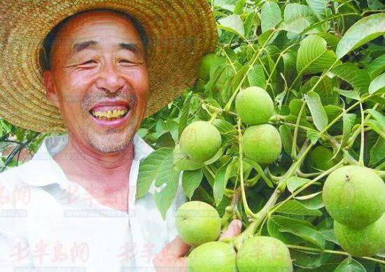 退休教師成核桃專家 發展立體種植年入近百萬