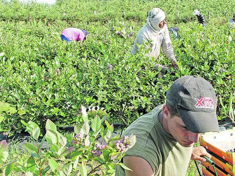 西班牙：阿斯圖里亞斯藍莓出口保持良好勢頭