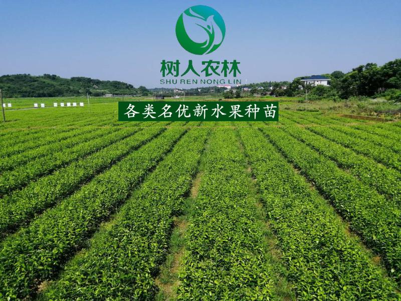 樹人公司2019年秋季嫁接正在緊張而有序的進行中