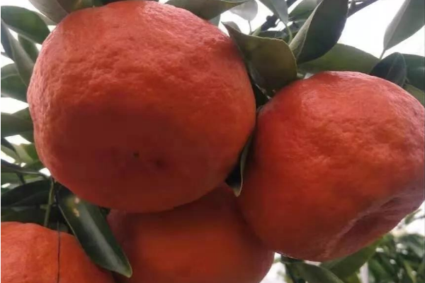 湖南樹人農(nóng)林科技有限公司2020年春柑橘新優(yōu)良種介紹