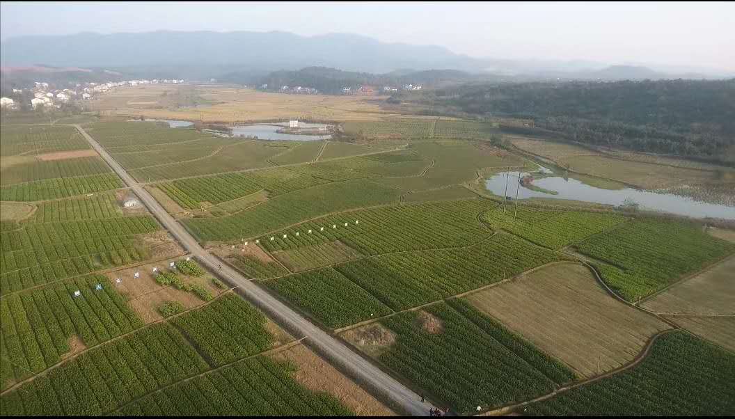 疫情下的植樹節：守護春天，種下希望