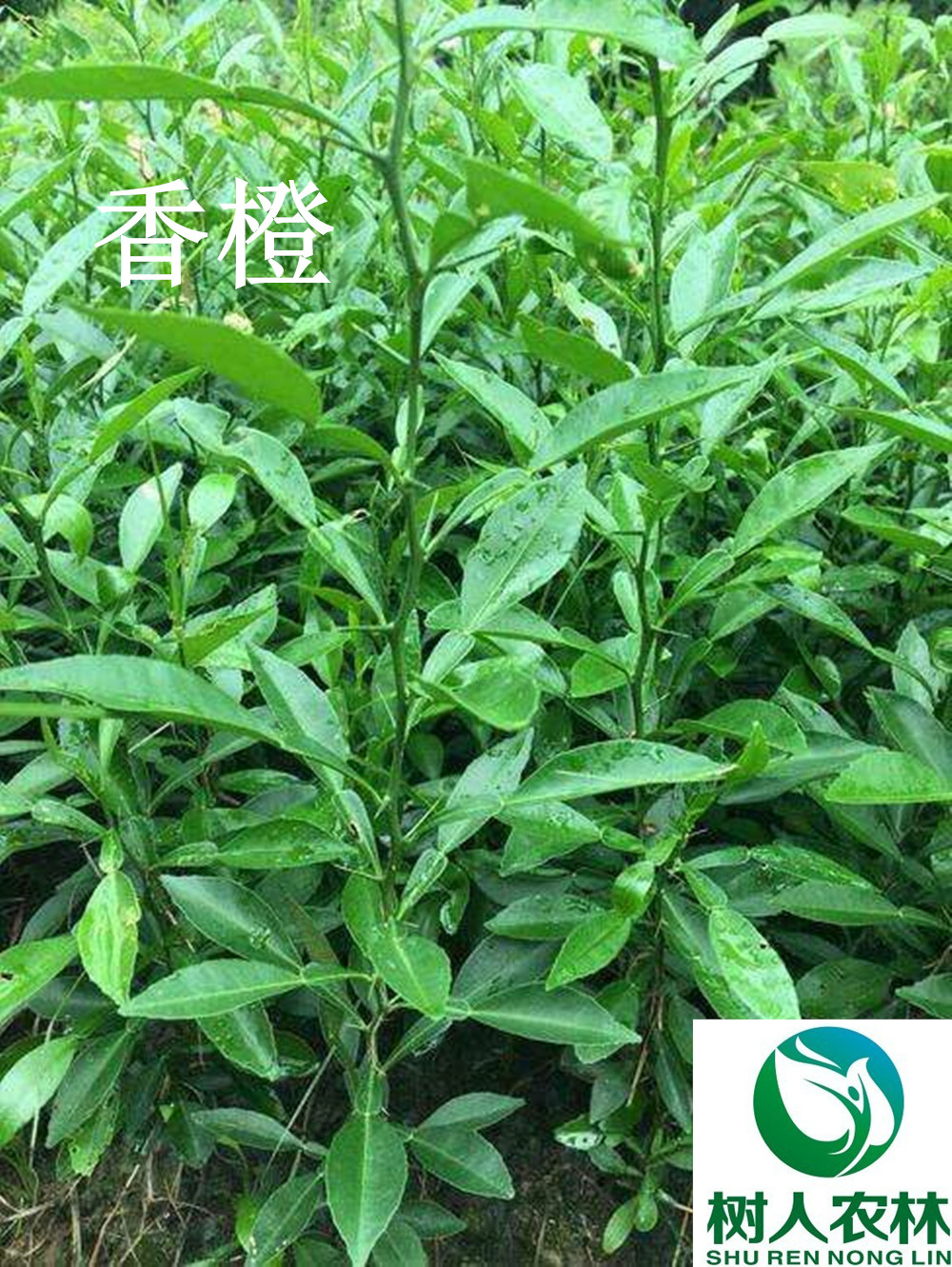 十大柑橘砧木品種與特性分析