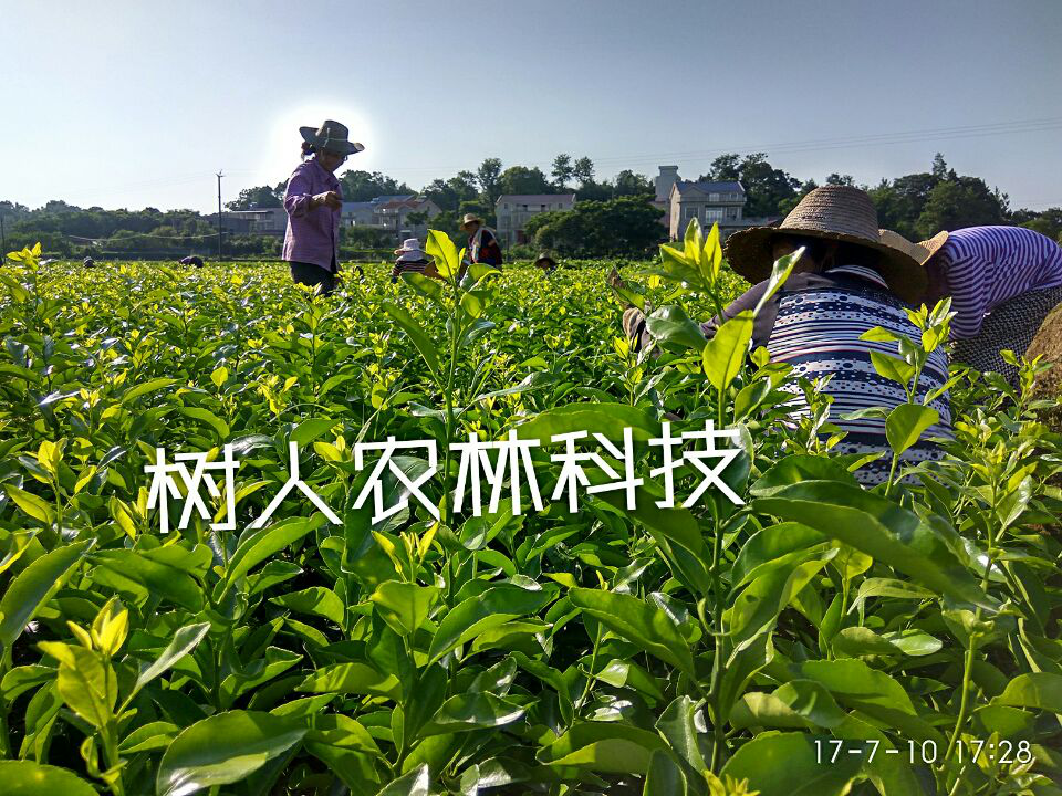 湖南樹人農林科技有限公司,湖南柑橘品種銷售,中國果樹網,常綠果樹類哪里好