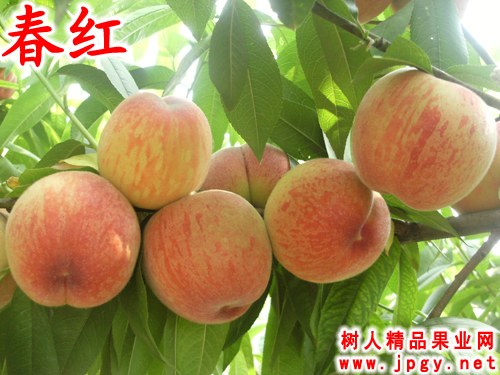 特種栽培技術(shù)