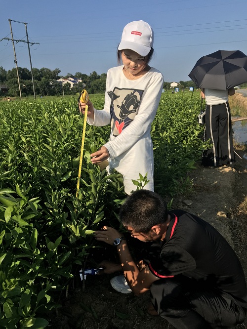 彩色油菜花的研究與開發(fā)推廣