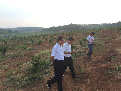 彩色油菜花的研究與開發(fā)推廣