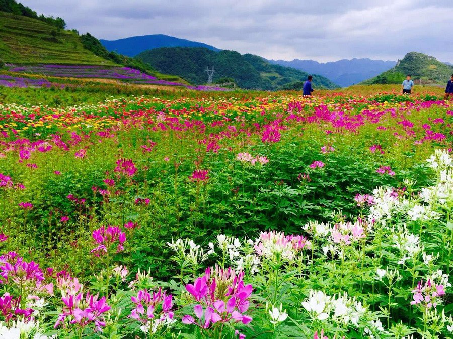 彩色油菜花的研究與開發推廣