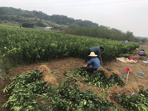 彩色油菜花的研究與開發推廣