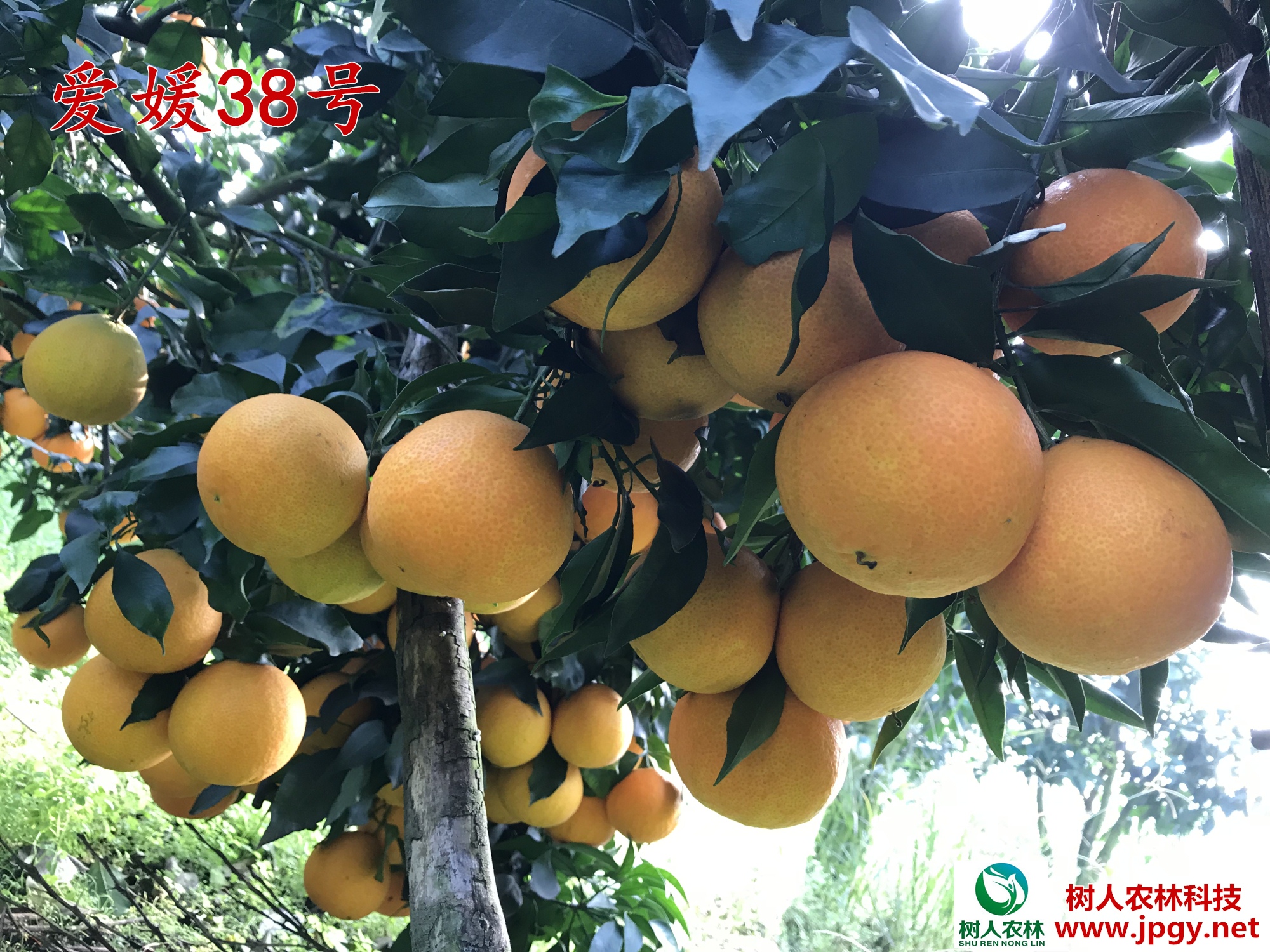 湖南樹人農林科技有限公司,湖南柑橘品種銷售,中國果樹網,常綠果樹類哪里好