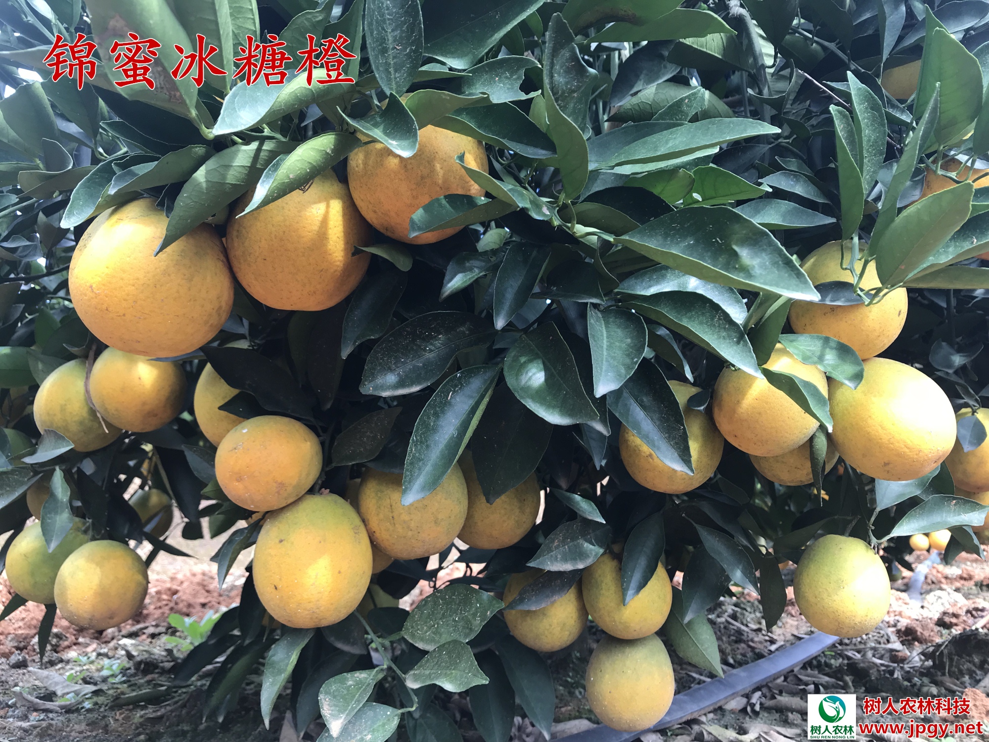 湖南樹人農林科技有限公司,湖南柑橘品種銷售,中國果樹網,常綠果樹類哪里好