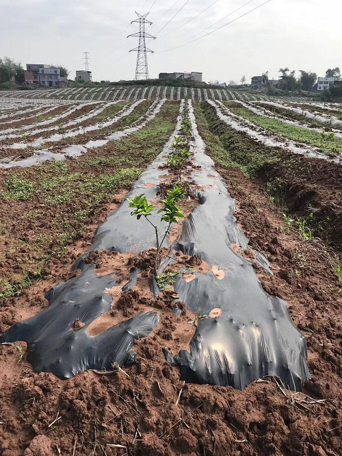 湖南樹人農林科技有限公司,湖南柑橘品種銷售,中國果樹網,常綠果樹類哪里好