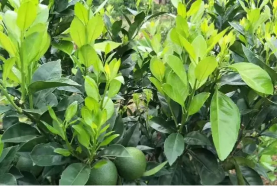 湖南樹人農(nóng)林科技有限公司,湖南柑橘品種銷售,中國果樹網(wǎng),常綠果樹類哪里好