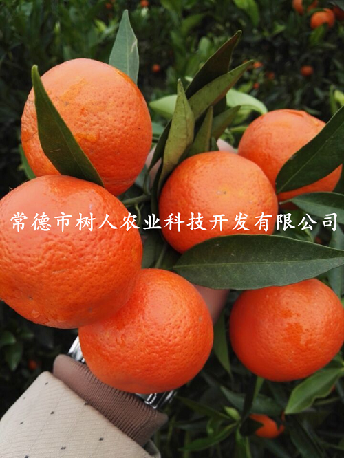 湖南樹人農(nóng)林科技有限公司,湖南柑橘品種銷售,中國(guó)果樹網(wǎng),常綠果樹類哪里好
