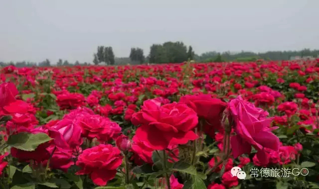 湖南樹人農林科技有限公司,湖南柑橘品種銷售,中國果樹網,常綠果樹類哪里好