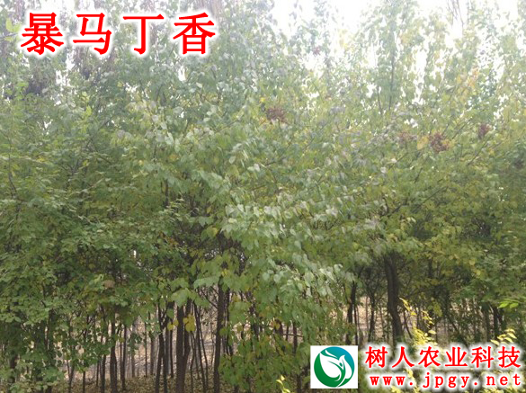 湖南樹人農(nóng)林科技有限公司,湖南柑橘品種銷售,中國果樹網(wǎng),常綠果樹類哪里好 湖南樹人農(nóng)林科技有限公司,湖南柑橘品種銷售,中國果樹網(wǎng),常綠果樹類哪里好