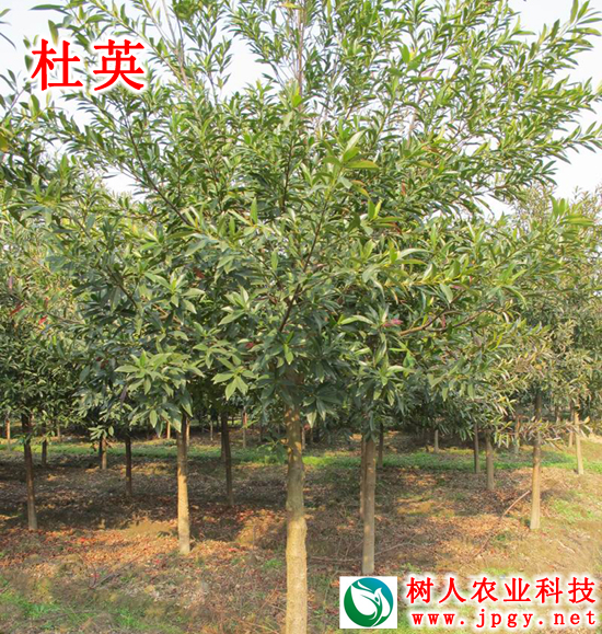 湖南樹人農林科技有限公司,湖南柑橘品種銷售,中國果樹網,常綠果樹類哪里好