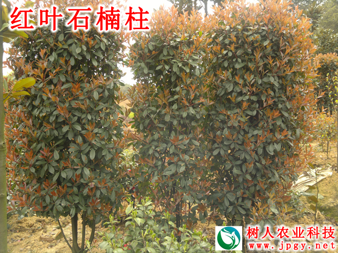 湖南樹人農(nóng)林科技有限公司,湖南柑橘品種銷售,中國(guó)果樹網(wǎng),常綠果樹類哪里好