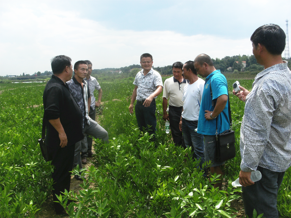 湖南樹人農林科技有限公司,湖南柑橘品種銷售,中國果樹網,常綠果樹類哪里好