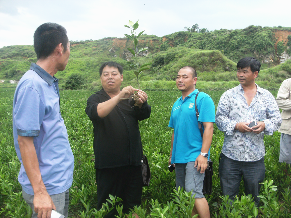 湖南樹人農林科技有限公司,湖南柑橘品種銷售,中國果樹網,常綠果樹類哪里好