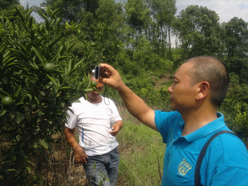 湖南樹人農林科技有限公司,湖南柑橘品種銷售,中國果樹網,常綠果樹類哪里好