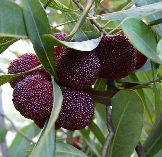 湖南樹人農林科技有限公司,湖南柑橘品種銷售,中國果樹網,常綠果樹類哪里好