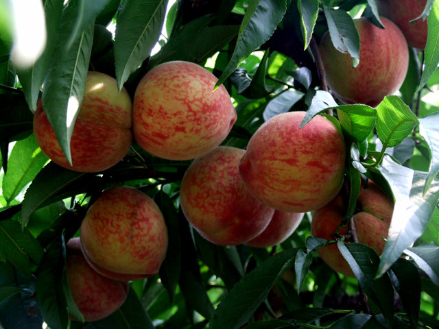 湖南樹人農林科技有限公司,湖南柑橘品種銷售,中國果樹網,常綠果樹類哪里好