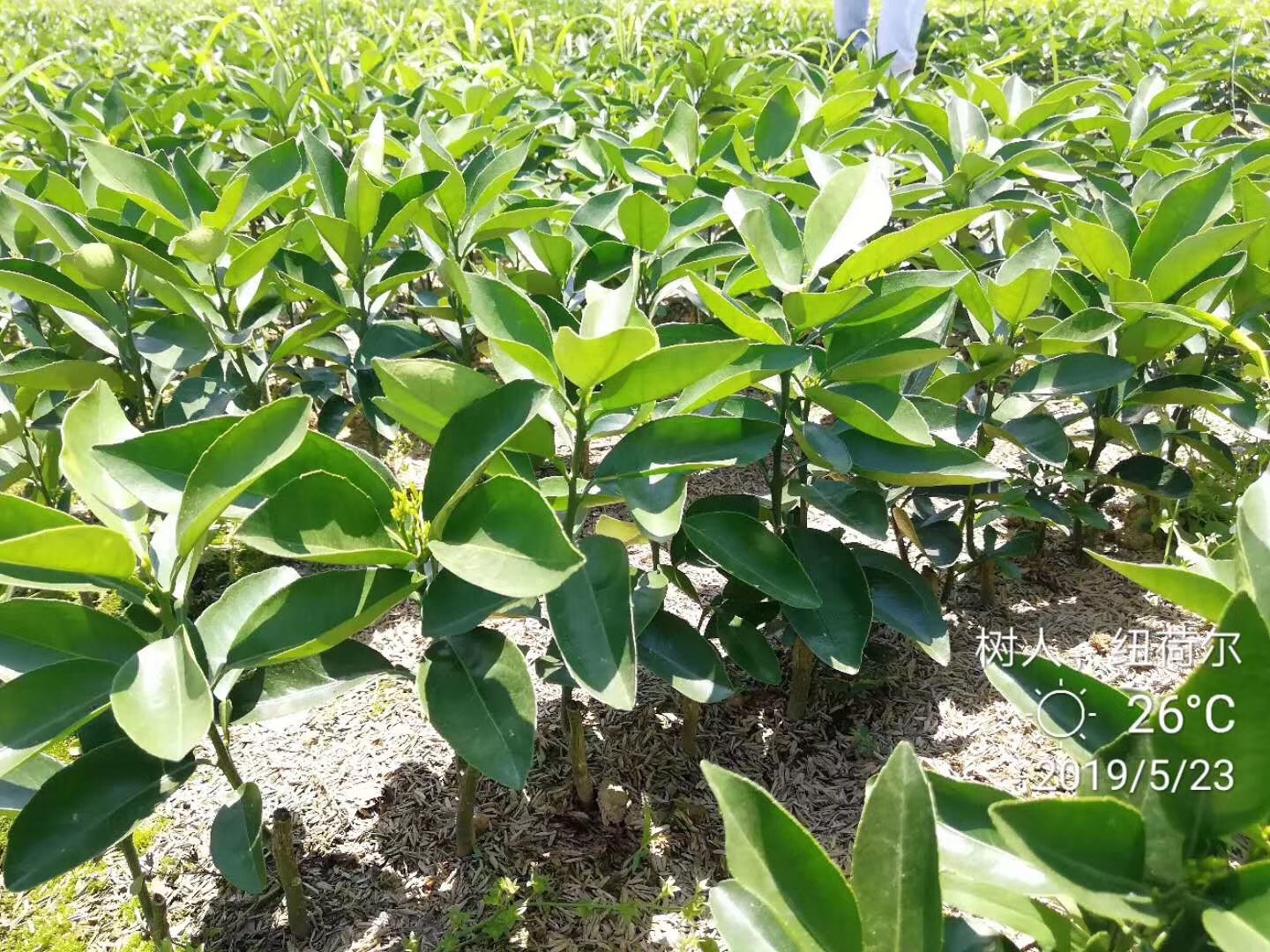 湖南樹人農(nóng)林科技有限公司,湖南柑橘品種銷售,中國果樹網(wǎng),常綠果樹類哪里好