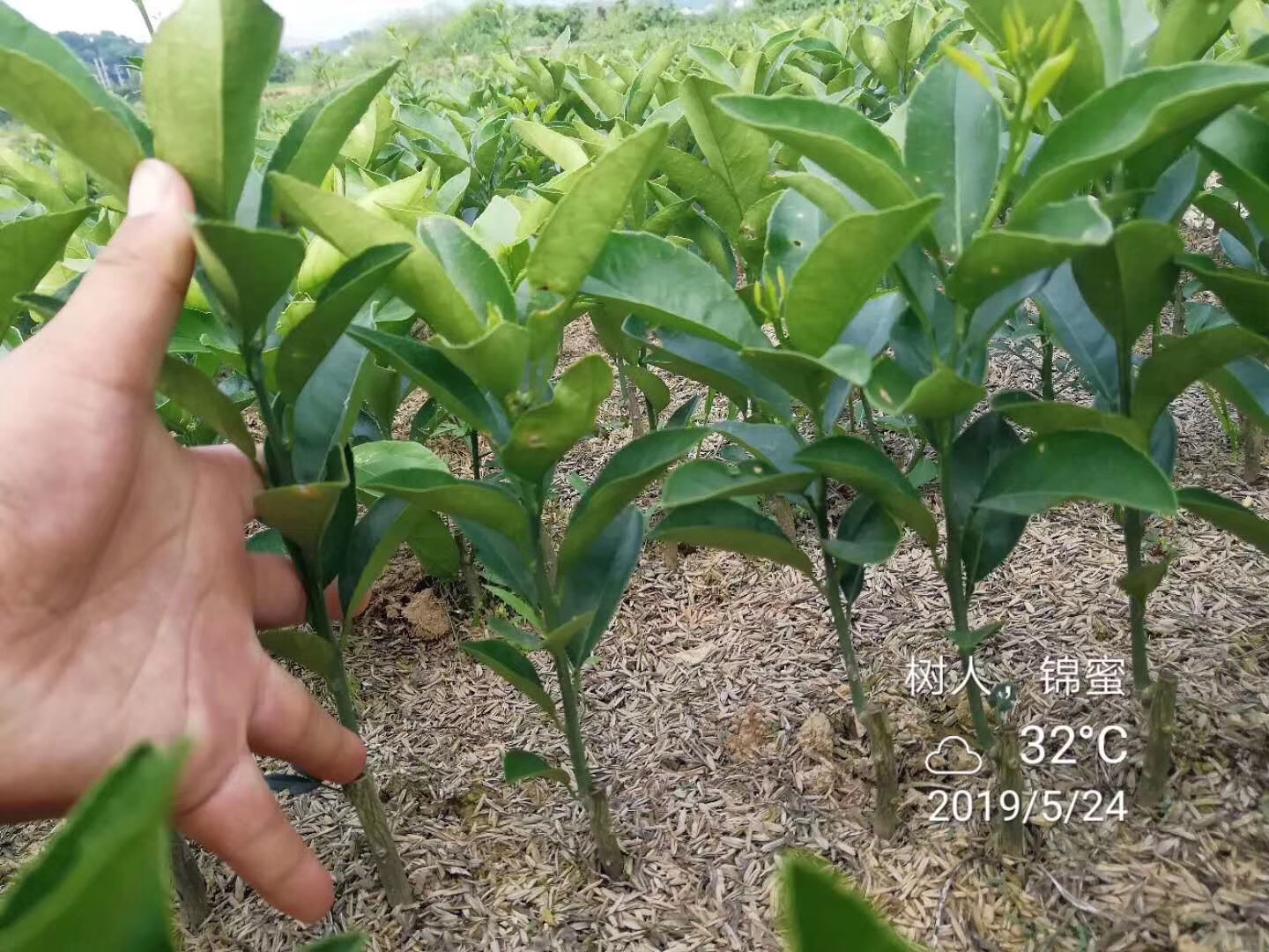 湖南樹人農(nóng)林科技有限公司,湖南柑橘品種銷售,中國果樹網(wǎng),常綠果樹類哪里好