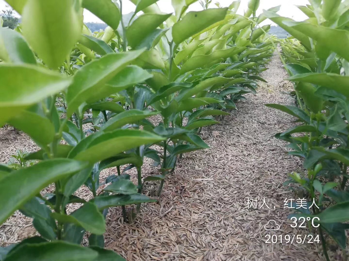 湖南樹人農(nóng)林科技有限公司,湖南柑橘品種銷售,中國果樹網(wǎng),常綠果樹類哪里好