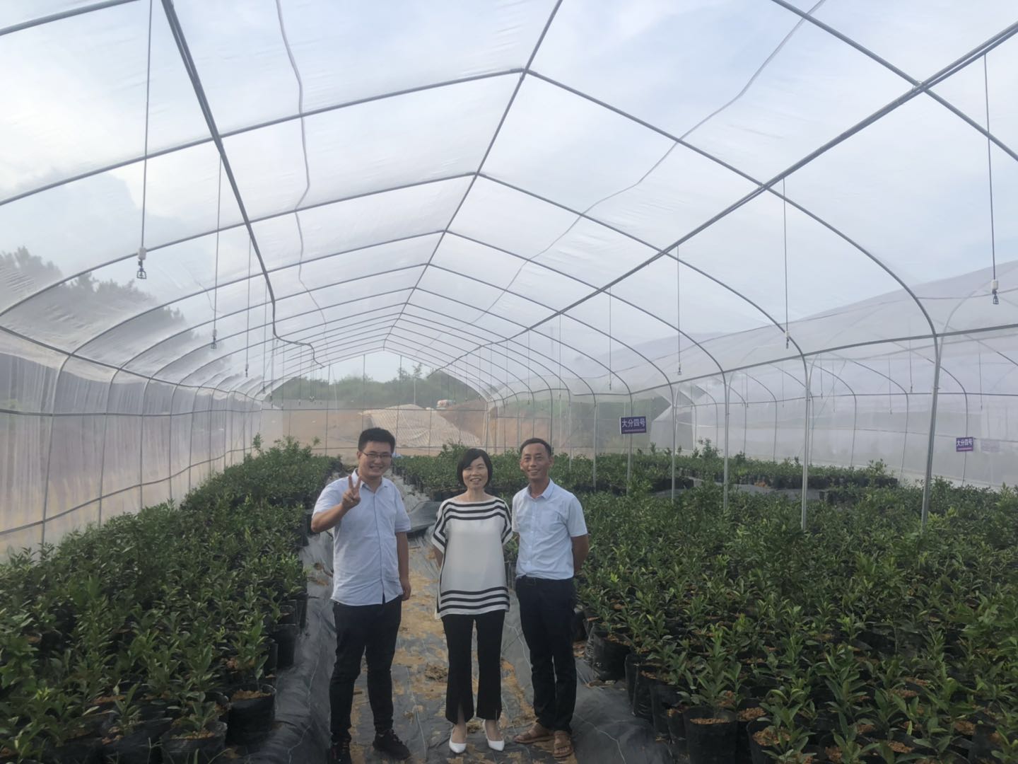 湖南樹人農(nóng)林科技有限公司,湖南柑橘品種銷售,中國果樹網(wǎng),常綠果樹類哪里好 湖南樹人農(nóng)林科技有限公司,湖南柑橘品種銷售,中國果樹網(wǎng),常綠果樹類哪里好