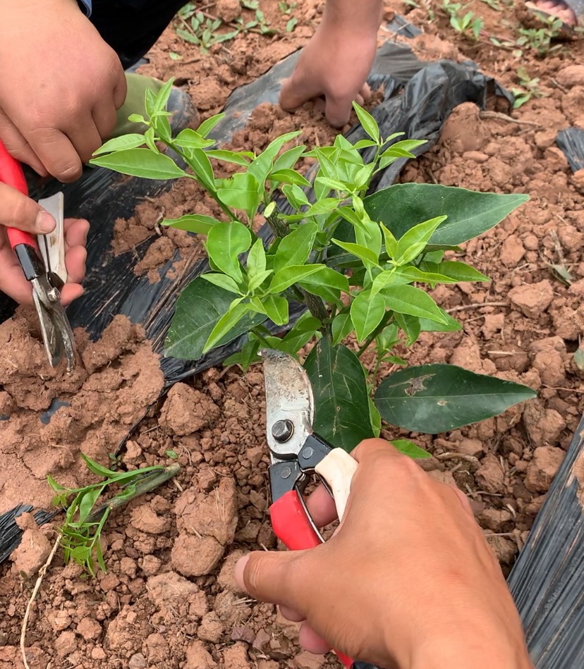 湖南樹人農林科技有限公司,湖南柑橘品種銷售,中國果樹網,常綠果樹類哪里好