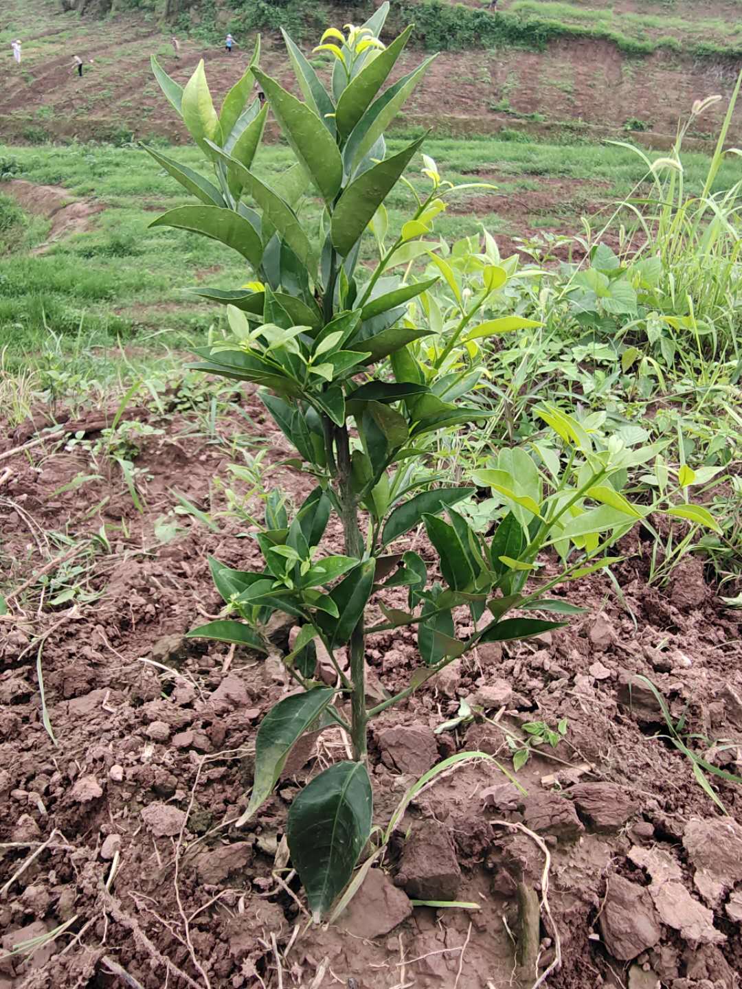 湖南樹人農林科技有限公司,湖南柑橘品種銷售,中國果樹網,常綠果樹類哪里好 湖南樹人農林科技有限公司,湖南柑橘品種銷售,中國果樹網,常綠果樹類哪里好