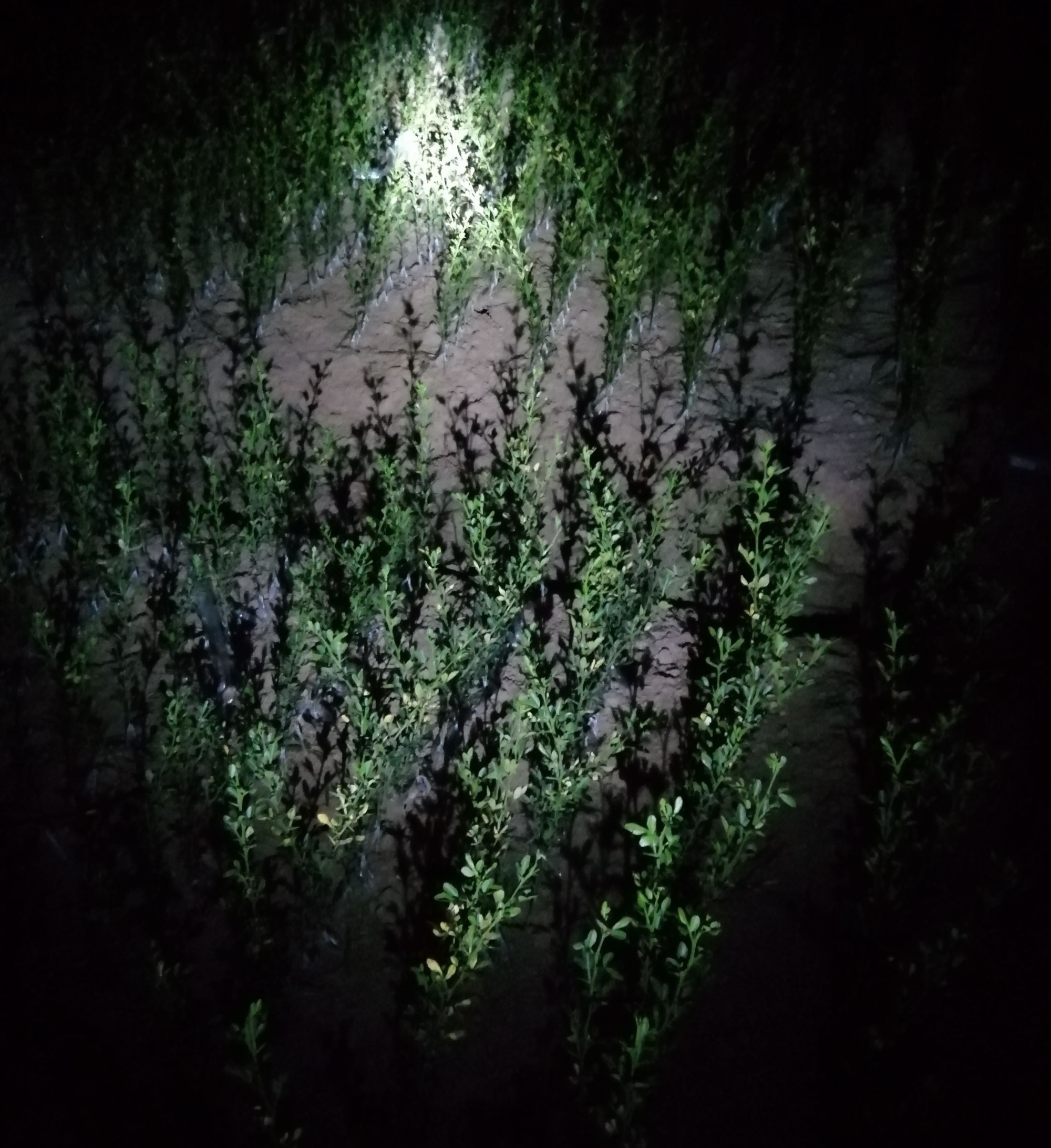 湖南樹(shù)人農(nóng)林科技有限公司,湖南柑橘品種銷(xiāo)售,中國(guó)果樹(shù)網(wǎng),常綠果樹(shù)類(lèi)哪里好