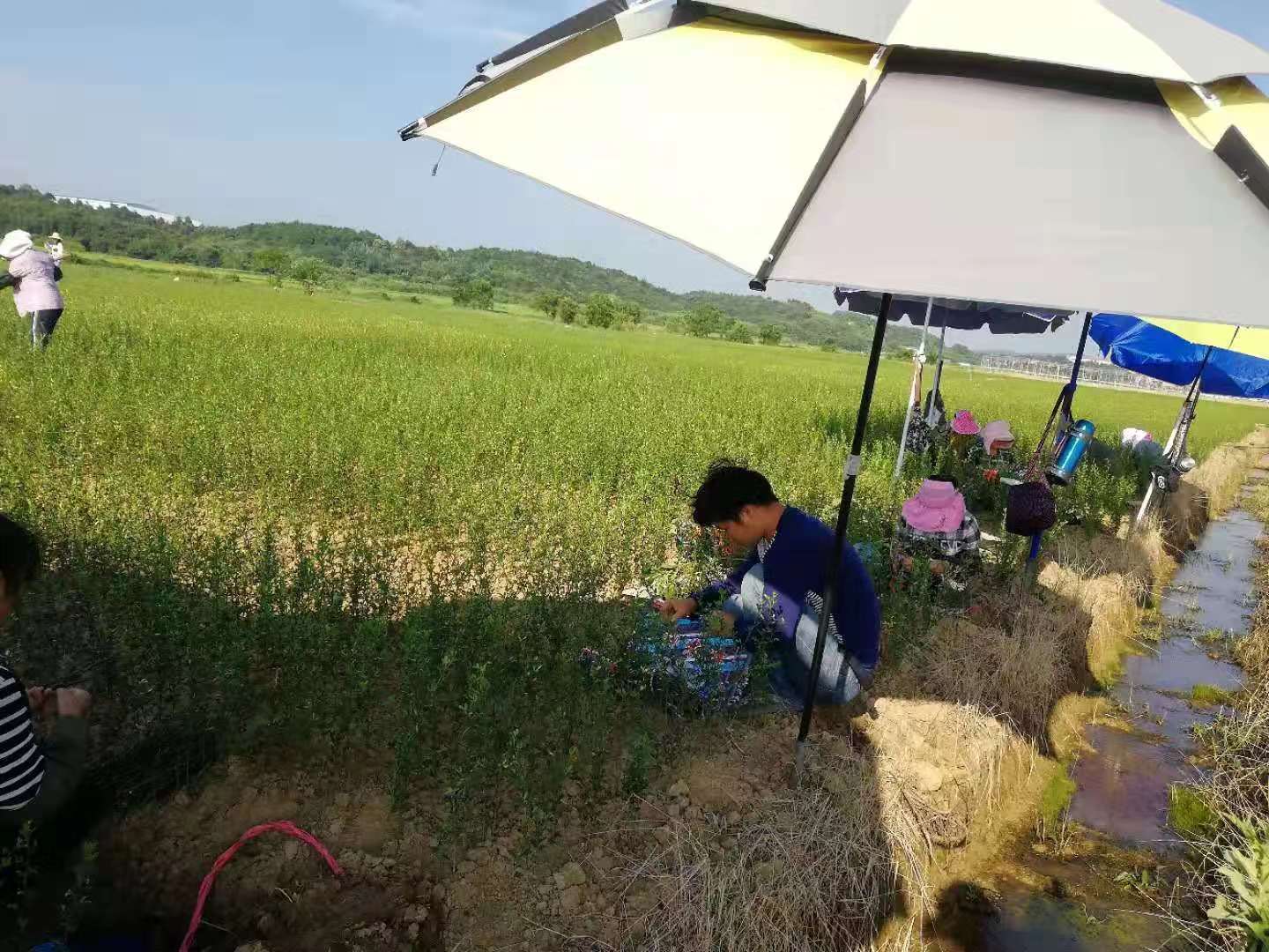 湖南樹(shù)人農(nóng)林科技有限公司,湖南柑橘品種銷(xiāo)售,中國(guó)果樹(shù)網(wǎng),常綠果樹(shù)類(lèi)哪里好