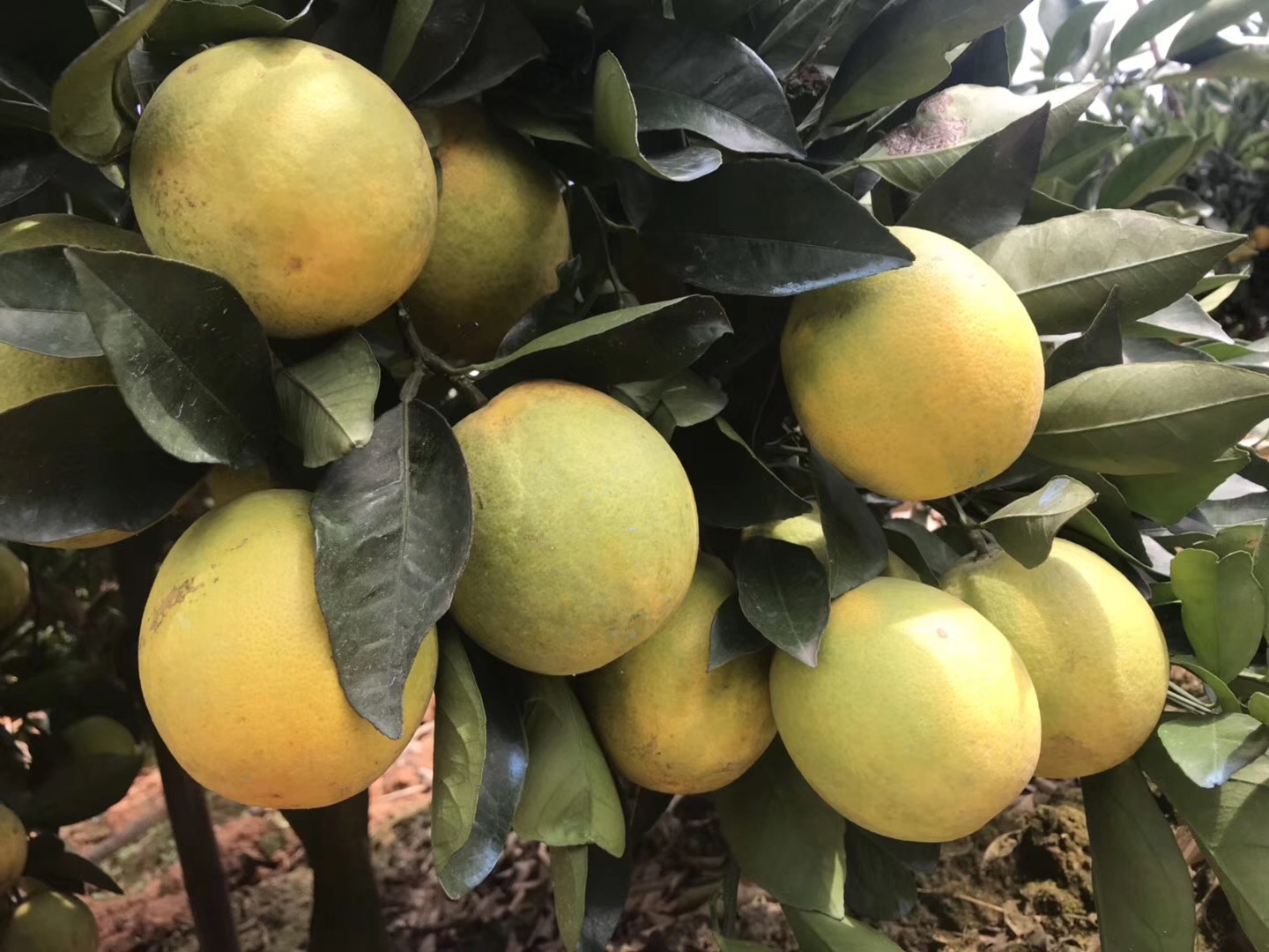 湖南樹人農林科技有限公司,湖南柑橘品種銷售,中國果樹網,常綠果樹類哪里好 湖南樹人農林科技有限公司,湖南柑橘品種銷售,中國果樹網,常綠果樹類哪里好