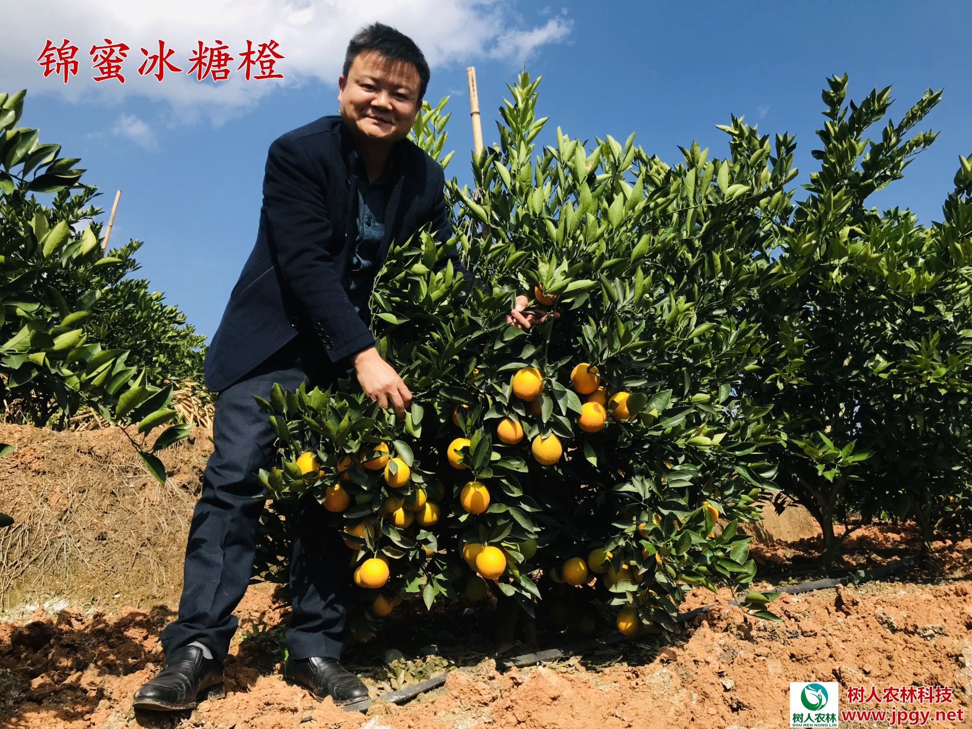 湖南樹人農林科技有限公司,湖南柑橘品種銷售,中國果樹網,常綠果樹類哪里好