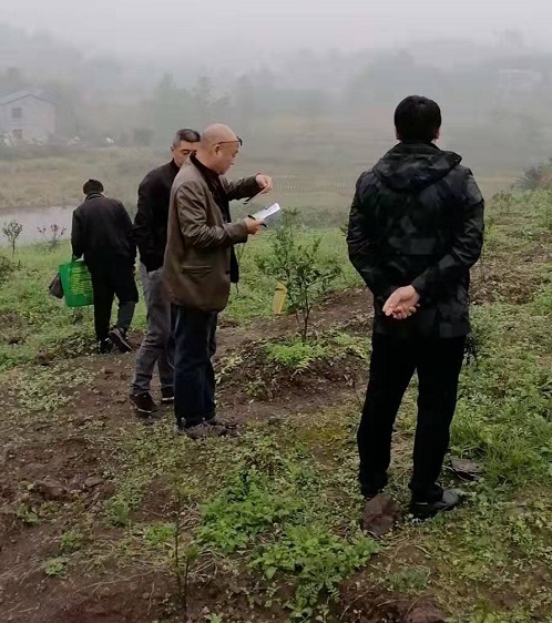 湖南樹人農林科技有限公司,湖南柑橘品種銷售,中國果樹網,常綠果樹類哪里好