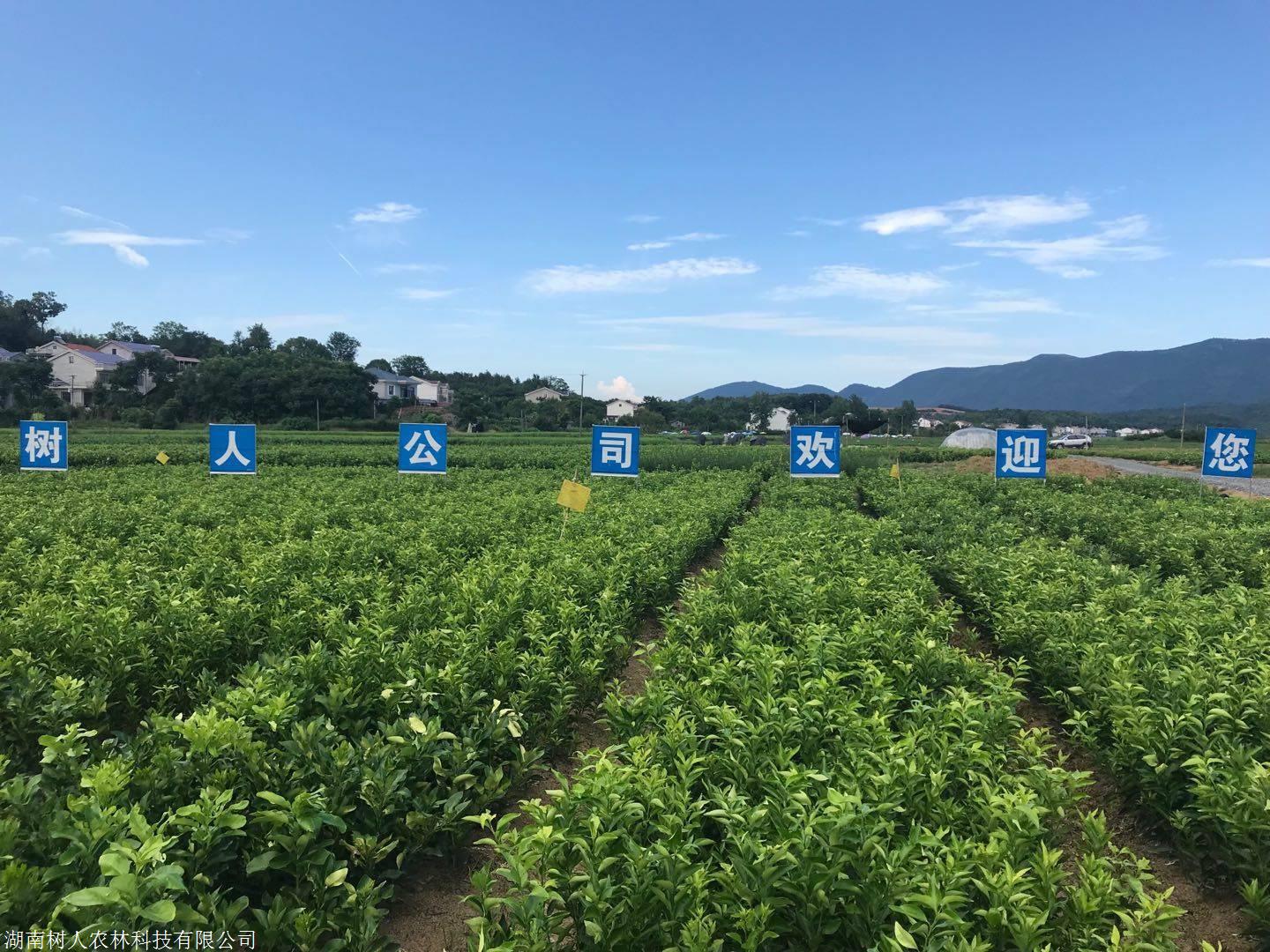 湖南樹人農林科技有限公司,湖南柑橘品種銷售,中國果樹網,常綠果樹類哪里好 湖南樹人農林科技有限公司,湖南柑橘品種銷售,中國果樹網,常綠果樹類哪里好